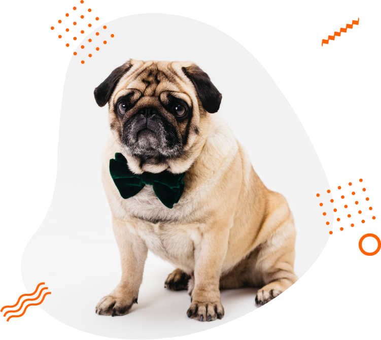 Elementorism  Vetcare – Pet & Animal Clinics